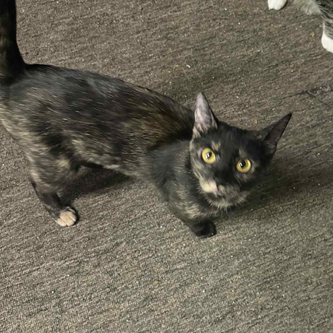 Brooklyn, Adoptable, Young Female Tortoiseshell & Domestic Short Hair.