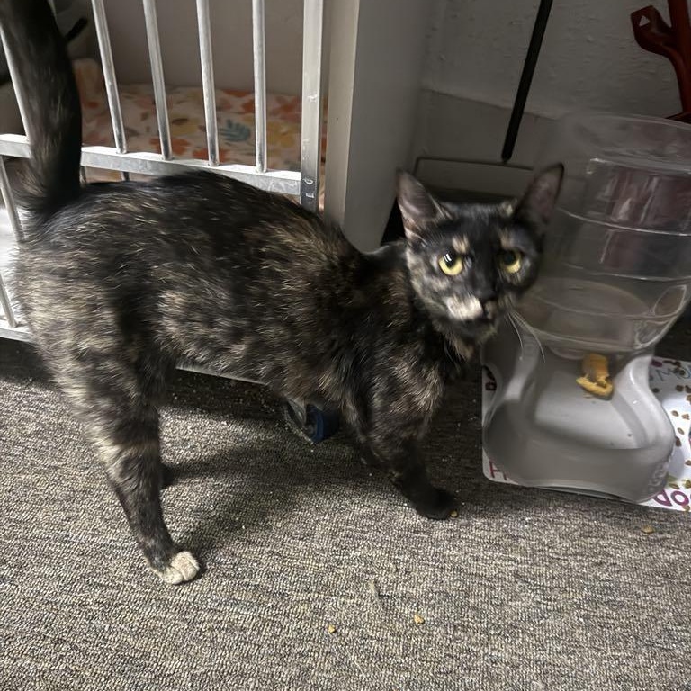 Enlarge Brooklyn, a Adoptable mixed breed in Antioch, CA image 2/5