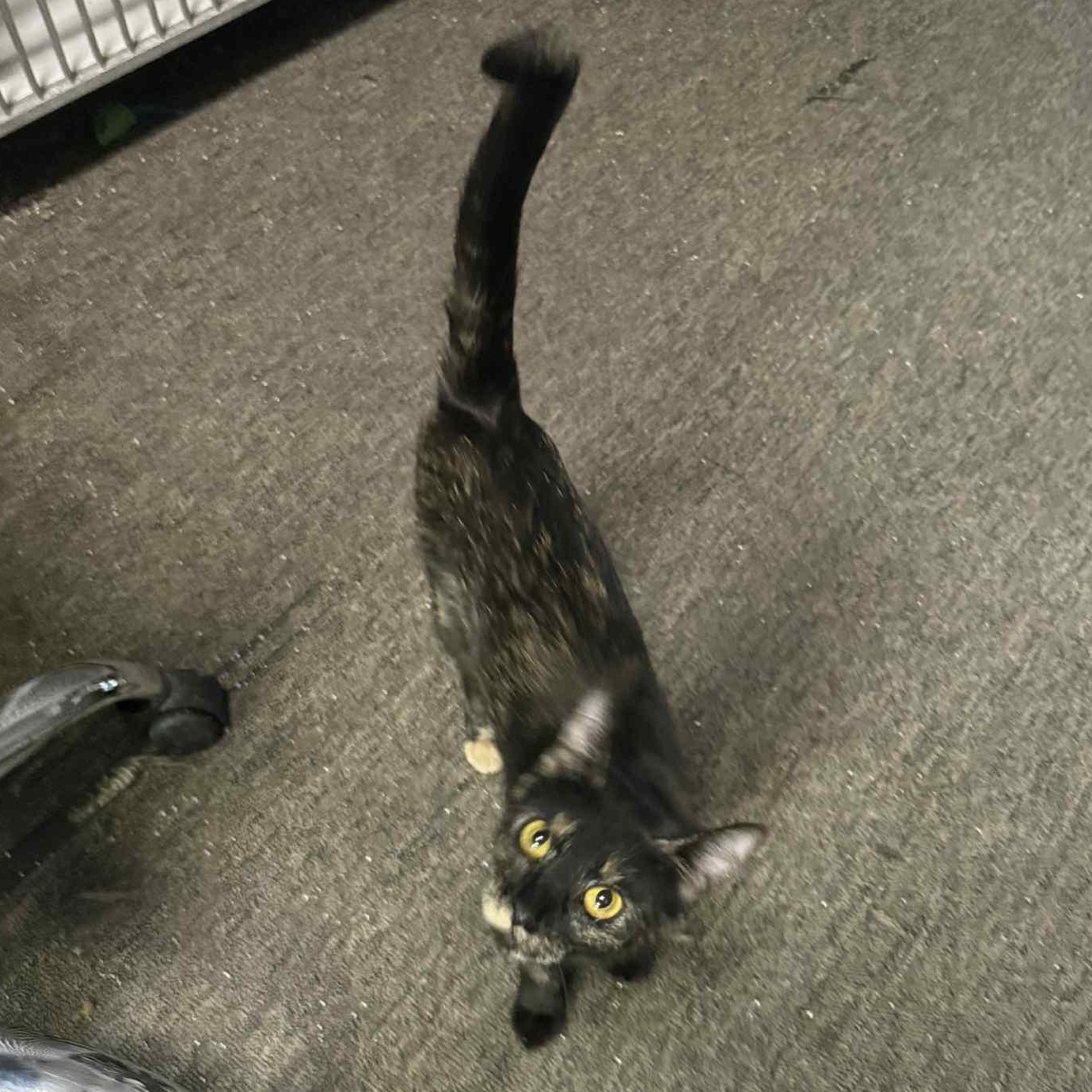 Enlarge Brooklyn, a Adoptable mixed breed in Antioch, CA image 3/5