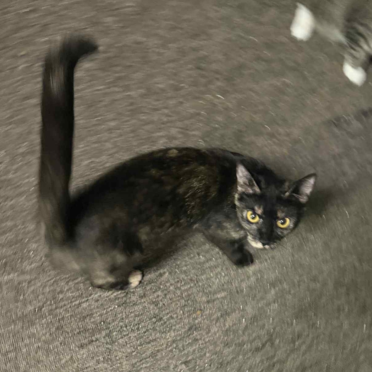 Enlarge Brooklyn, a Adoptable mixed breed in Antioch, CA image 4/5