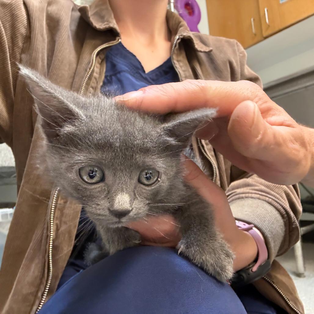 Ferocity, Adoptable, Kitten Female Domestic Short Hair.