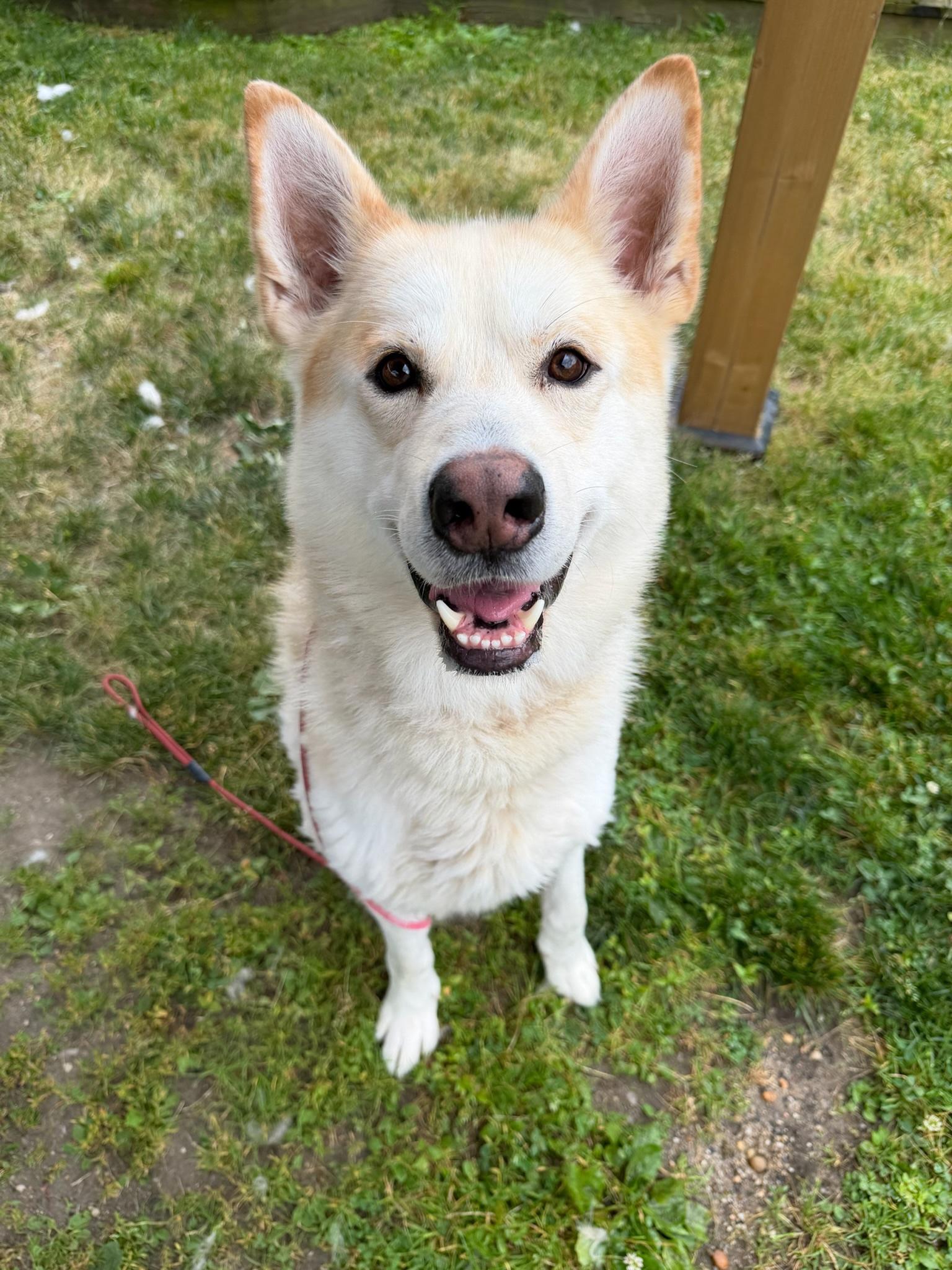 Cosmo Tag 907, ADOPTABLE, Young Male German Shepherd Dog.