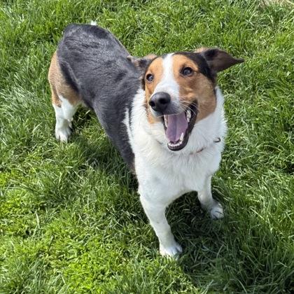 Indiana Jones, a Adoptable mixed breed in East Montpelier, VT image 1/3