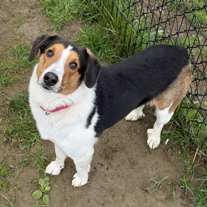 Indiana Jones, a Adoptable mixed breed in East Montpelier, VT image 2/3