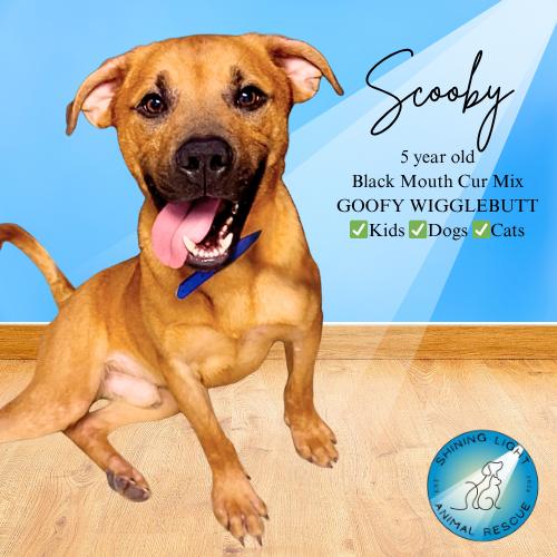Scooby, Adoptable, Adult Male Black Mouth Cur.