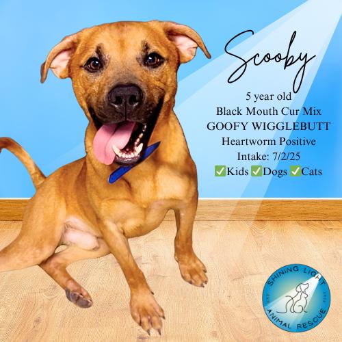 Scooby, Adoptable, Adult Male Black Mouth Cur.