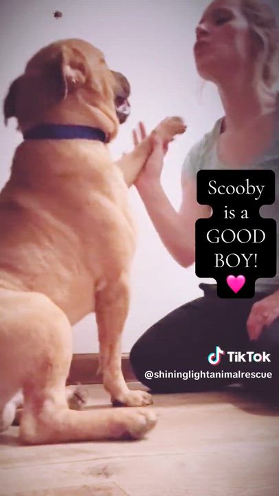 Enlarge Scooby, a Adoptable mixed breed in Royalton, IL video 2/3