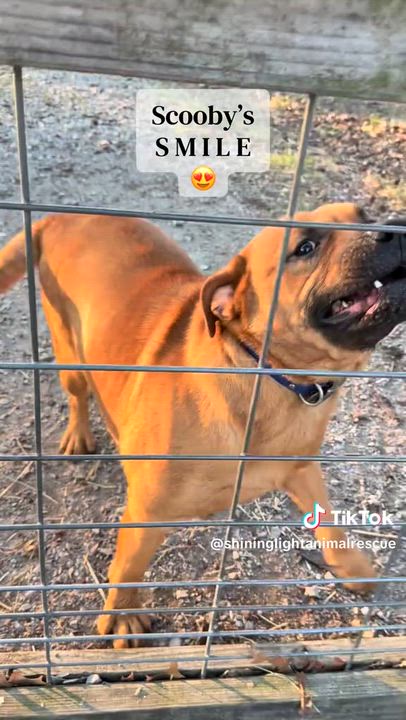 Enlarge Scooby, a Adoptable mixed breed in Royalton, IL video 3/3