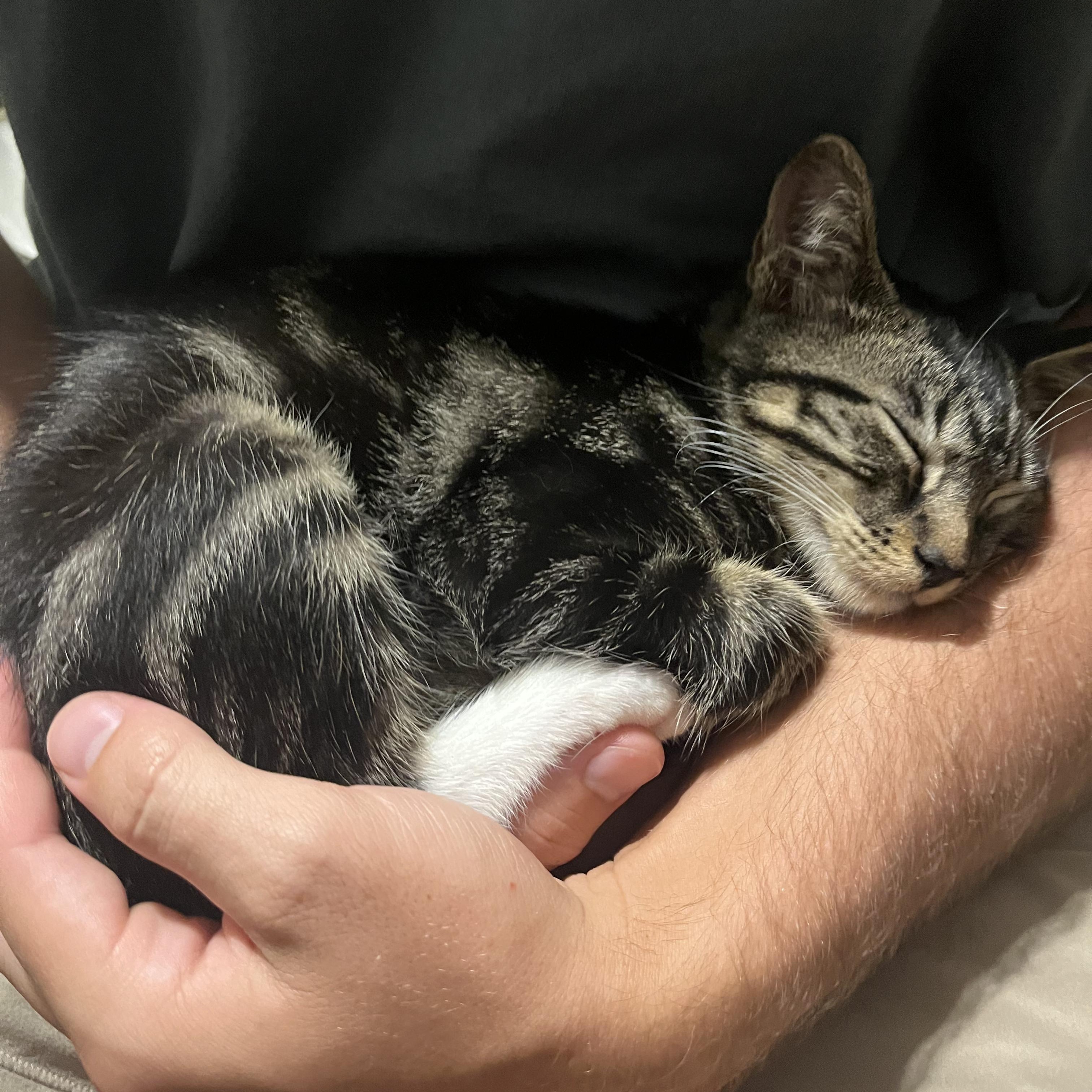 Nathaniel (loves being held), a ADOPTABLE mixed breed in Newnan, GA image 5/5