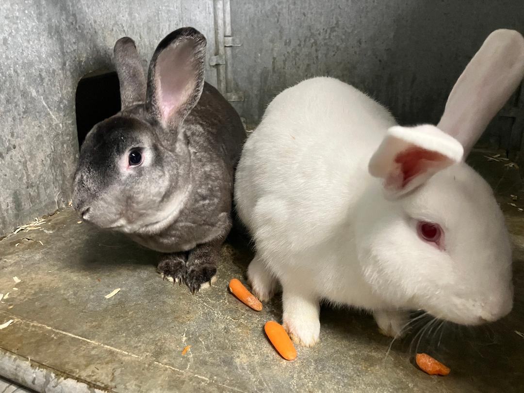 Bunnies , Adopted, Adult Male Rex.