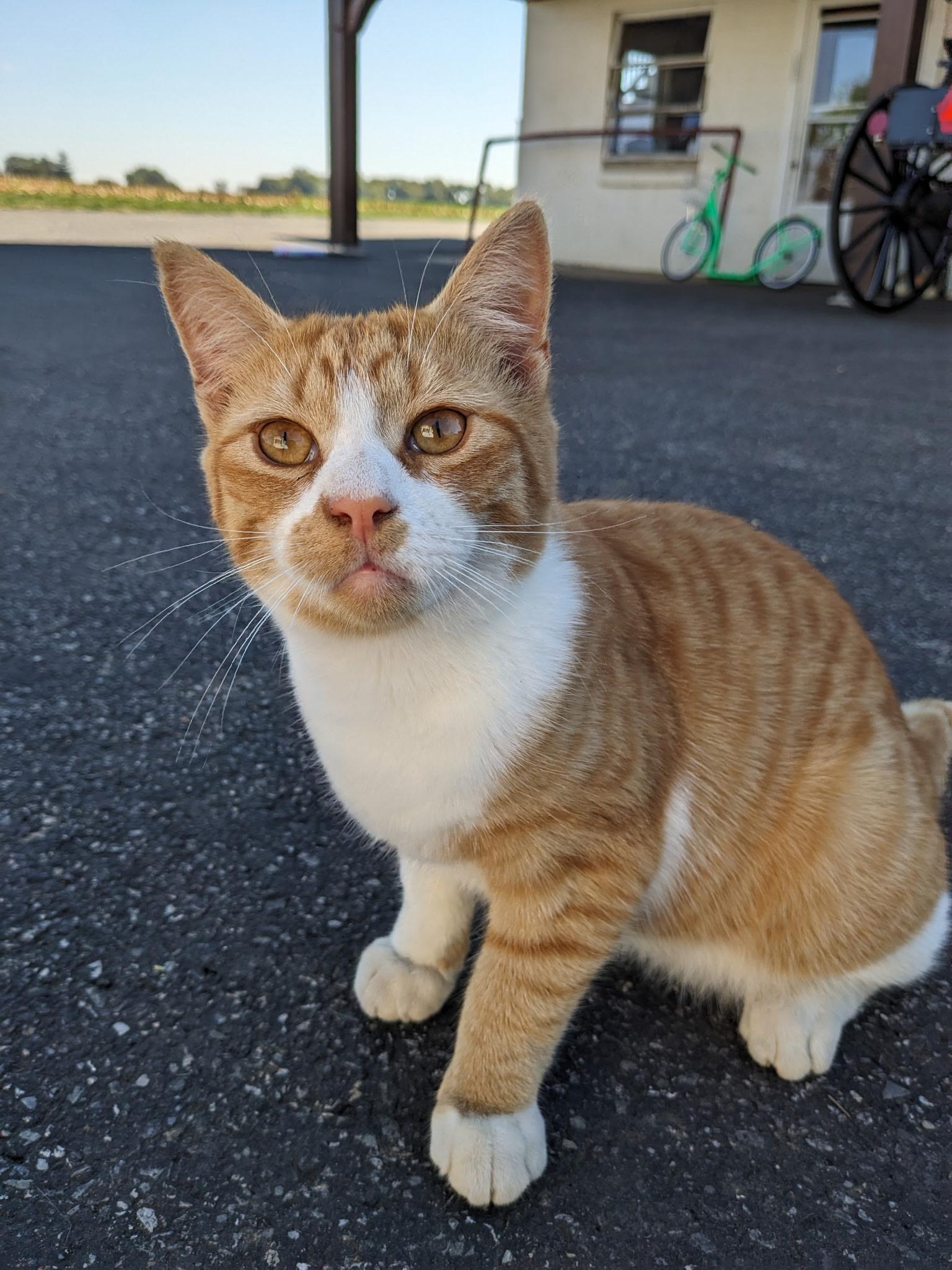 Enlarge Bo, a Adoptable mixed breed in West Chester, PA image 1/1