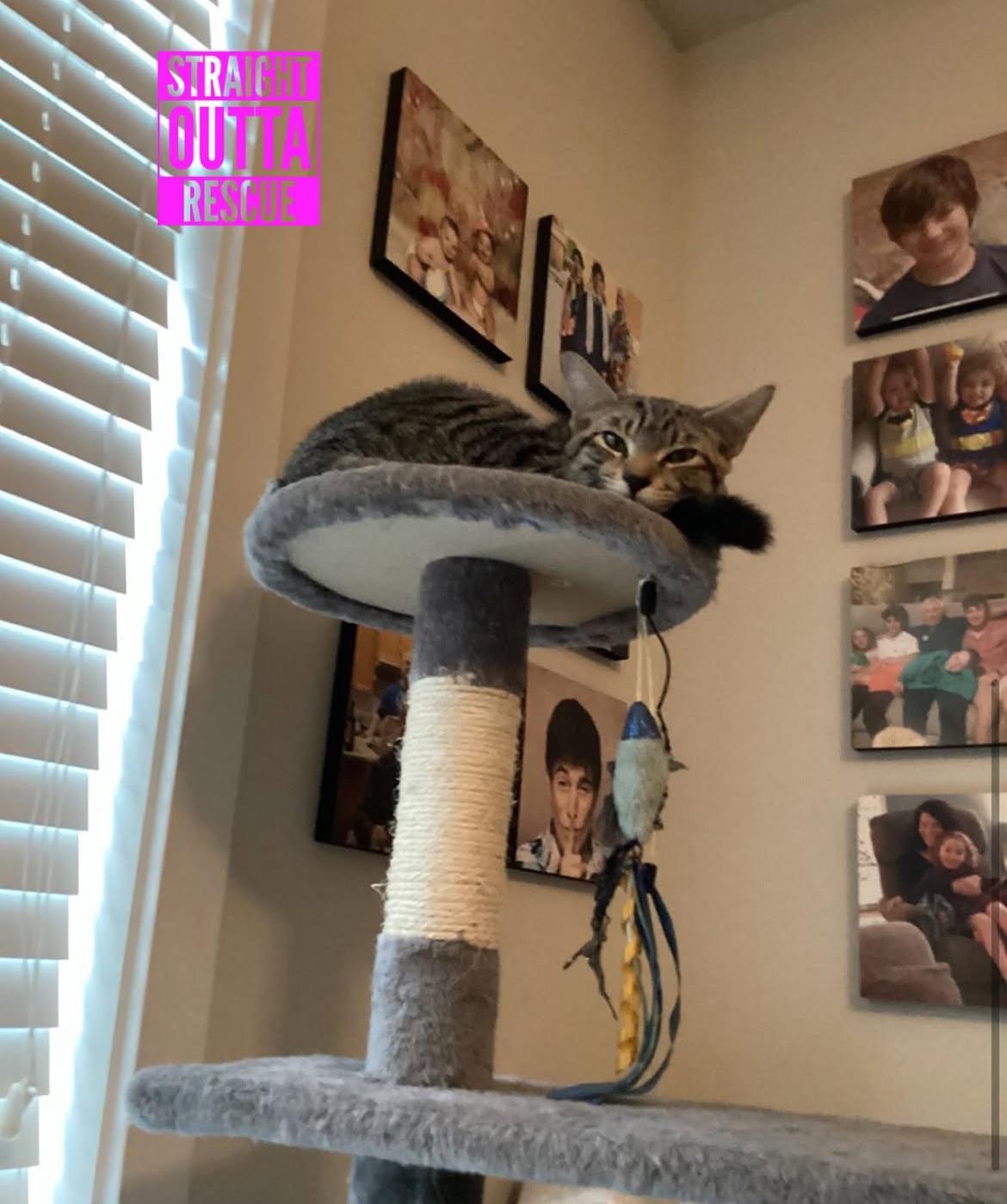 Thor, a Adoptable Tabby in Vancouver, BC image 2/6