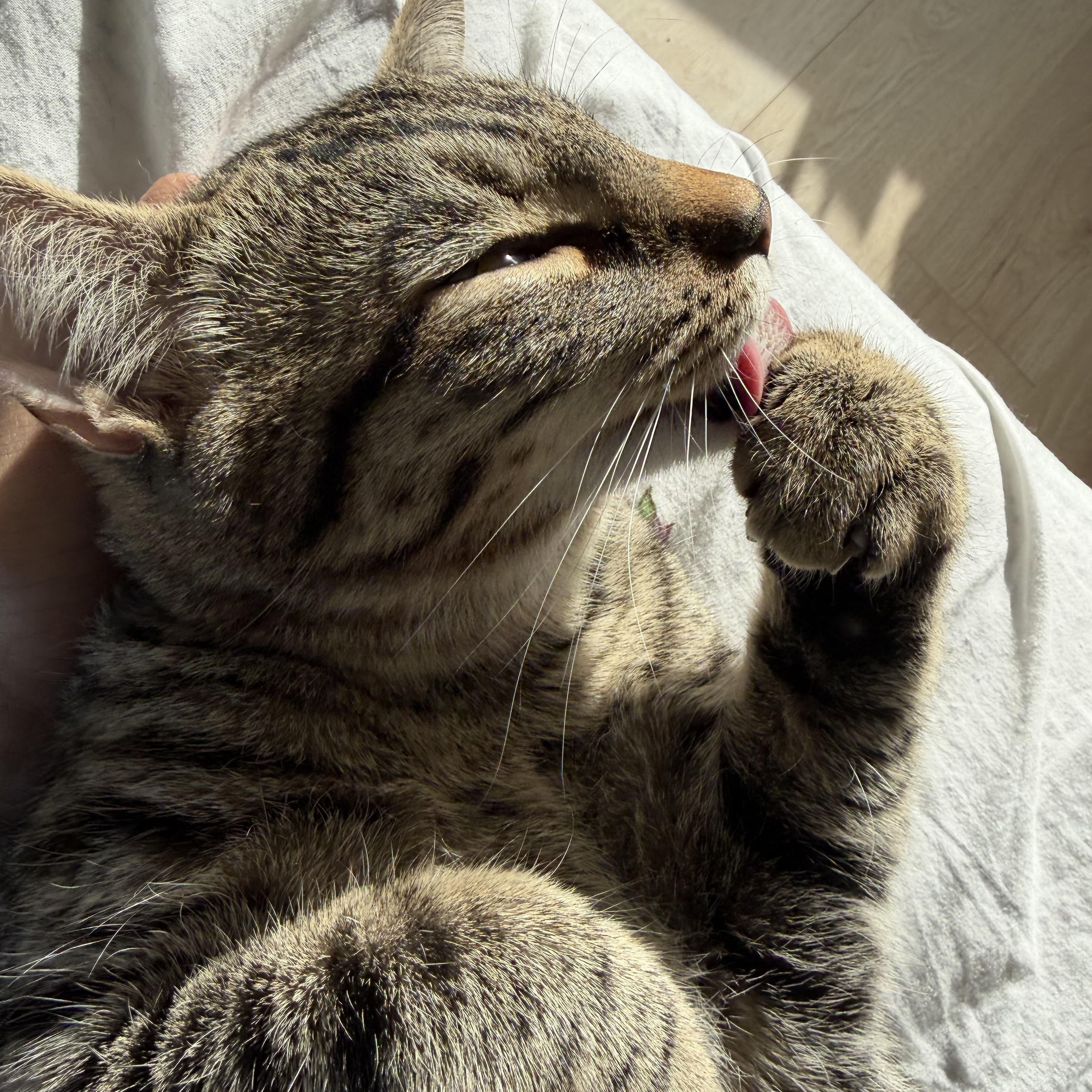 Enlarge Thor, a Adoptable Tabby in Vancouver, BC image 3/6