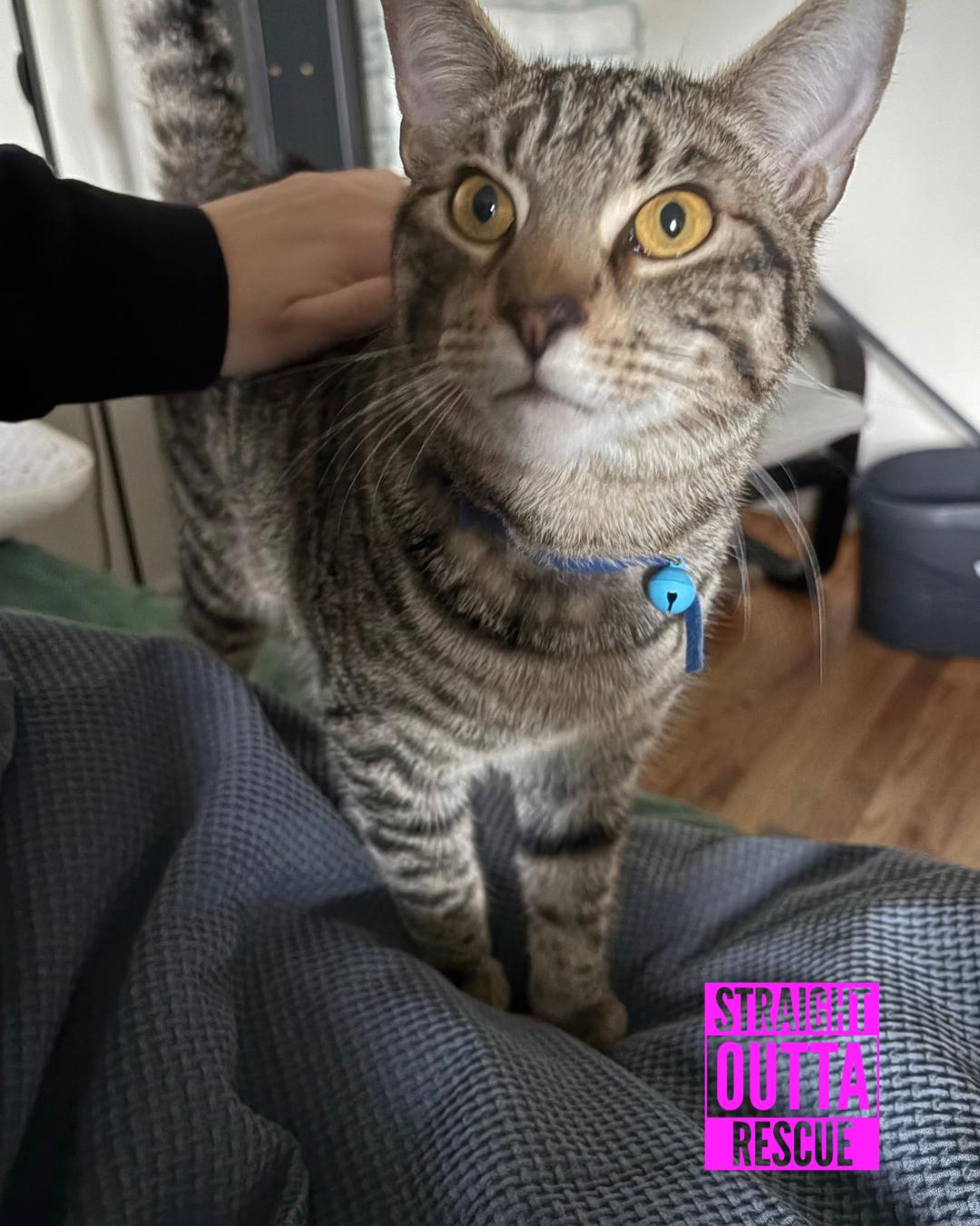 Thor, Adoptable, Kitten Male Tabby.