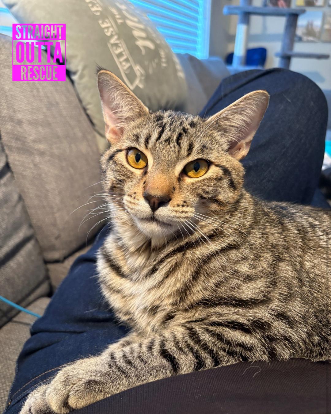 Thor, a Adoptable Tabby in Vancouver, BC image 1/6