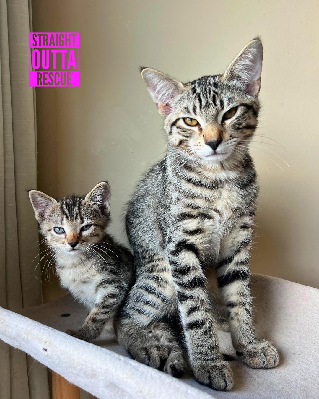 Thor, a Adoptable Tabby in Vancouver, BC image 3/6