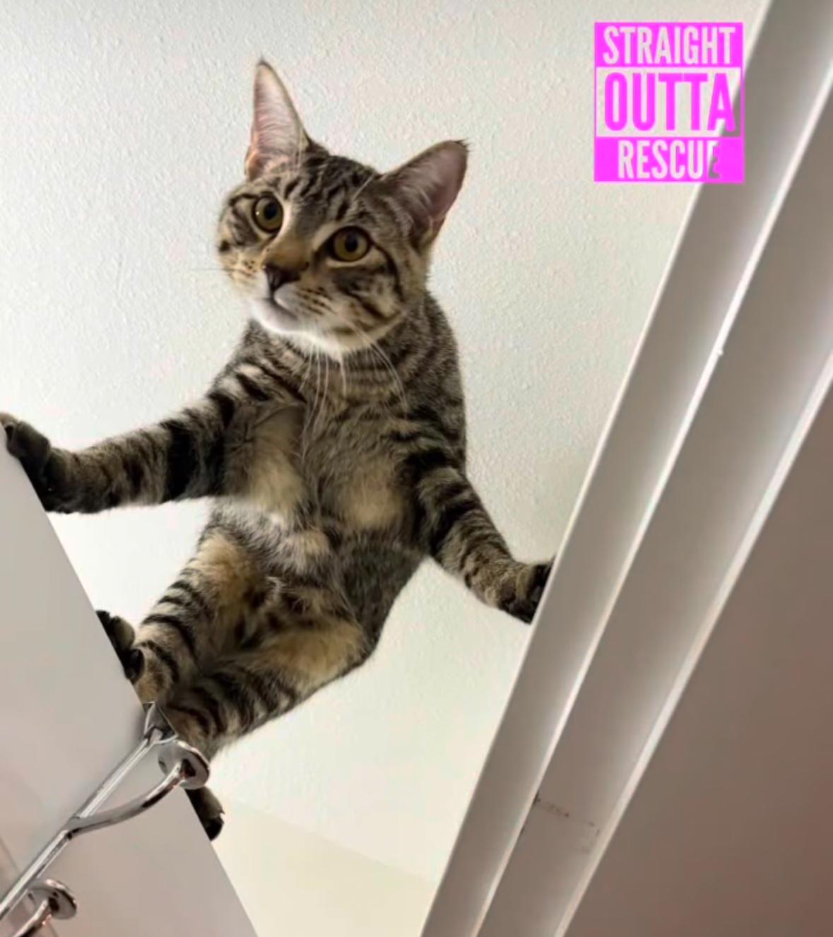 Enlarge Thor, a Adoptable Tabby in Vancouver, BC image 4/6