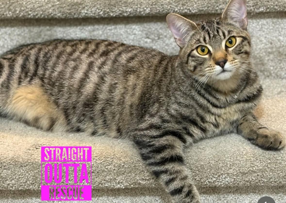 Enlarge Thor, a Adoptable Tabby in Vancouver, BC image 1/6