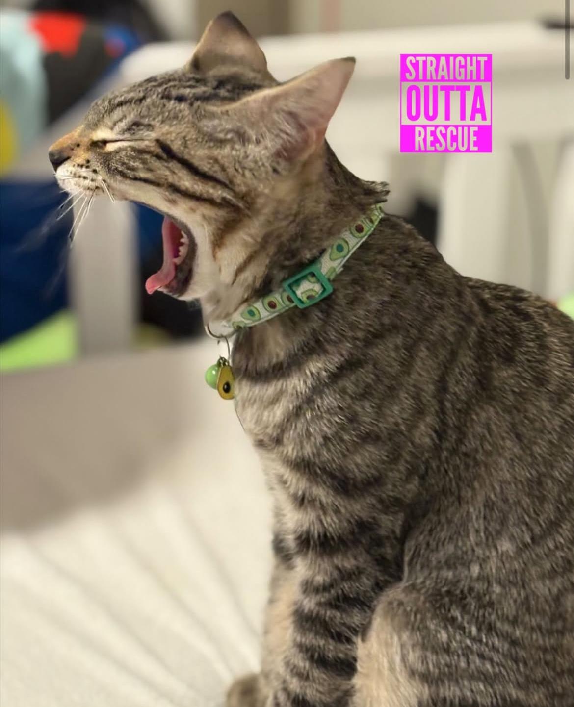 Thor, a Adoptable Tabby in Vancouver, BC image 4/6