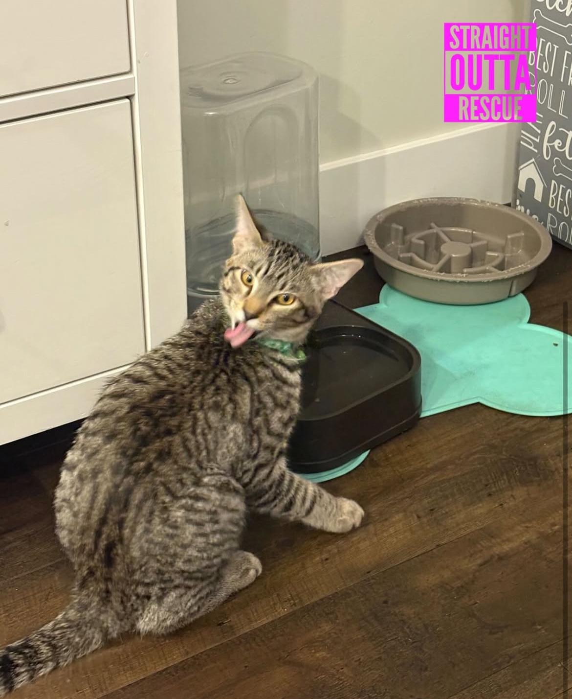 Thor, a Adoptable Tabby in Vancouver, BC image 5/6