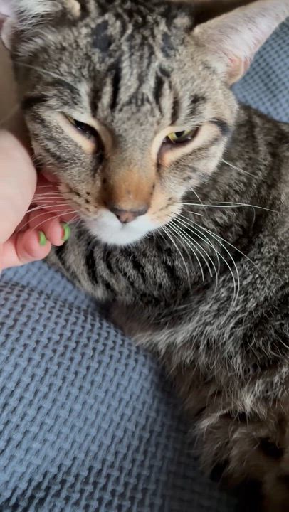 Enlarge Thor, a Adoptable Tabby in Vancouver, BC video 2/6