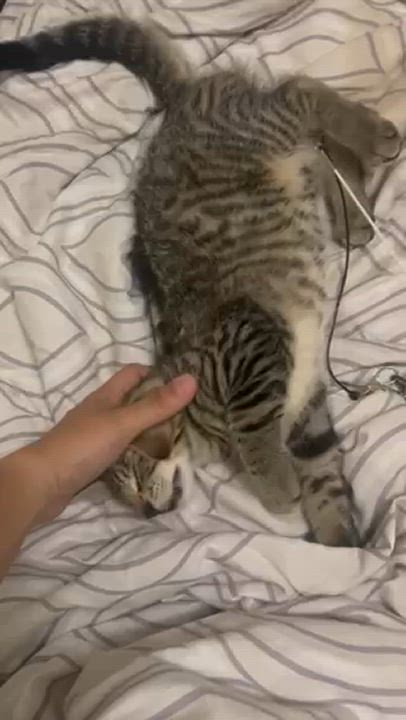 Enlarge Thor, a Adoptable Tabby in Vancouver, BC video 6/6