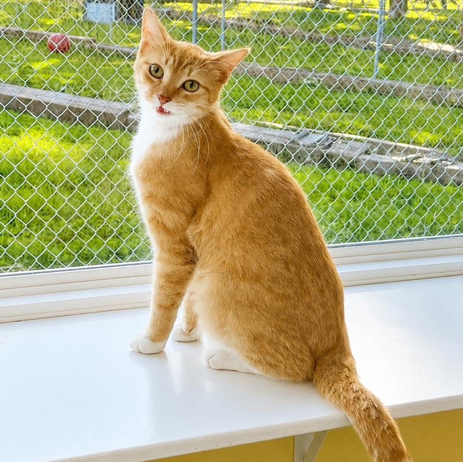 Enlarge Raphael, a Adoptable Domestic Short Hair in Jamestown, ND image 1/2