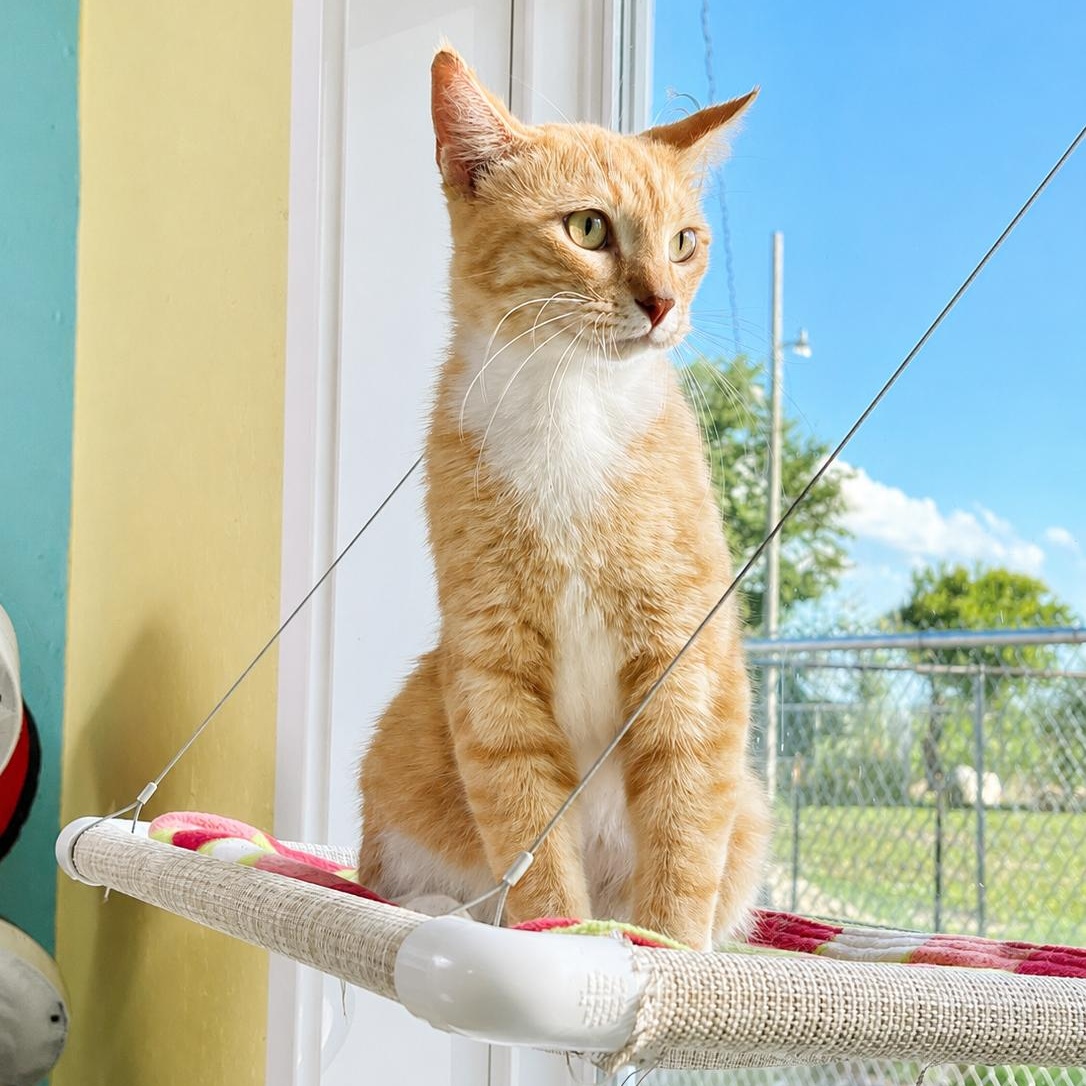 Enlarge Raphael, a Adoptable Domestic Short Hair in Jamestown, ND image 2/2