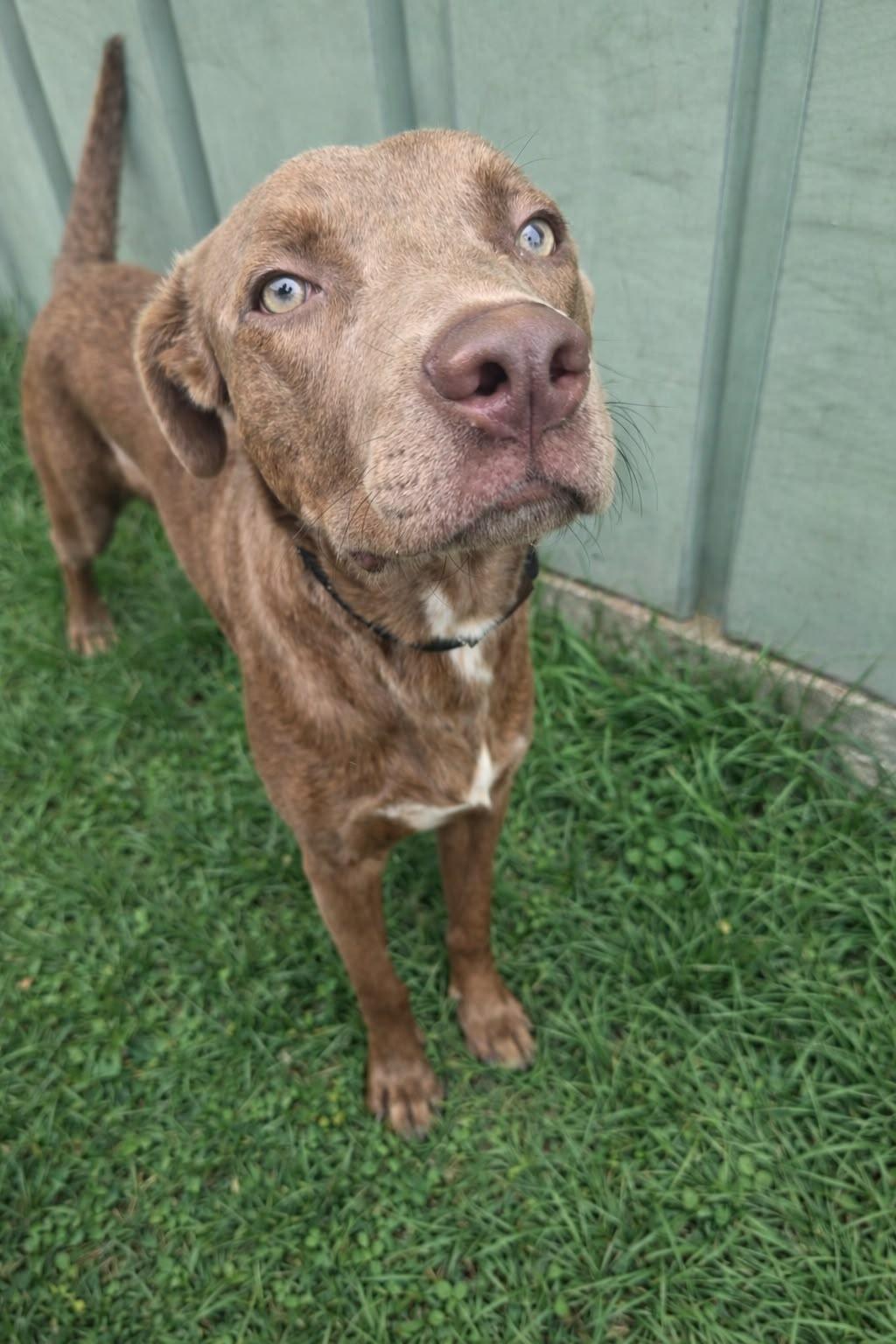 Enlarge Boaz, a Adoptable mixed breed in Seattle, WA image 5/5