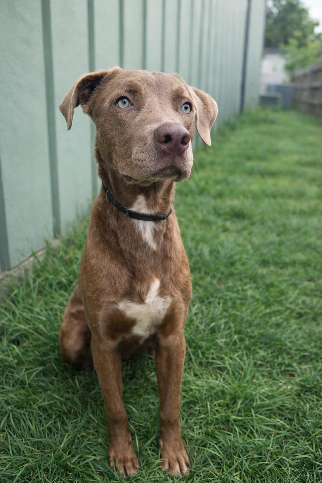 Enlarge Boaz, a Adoptable mixed breed in Seattle, WA image 4/5