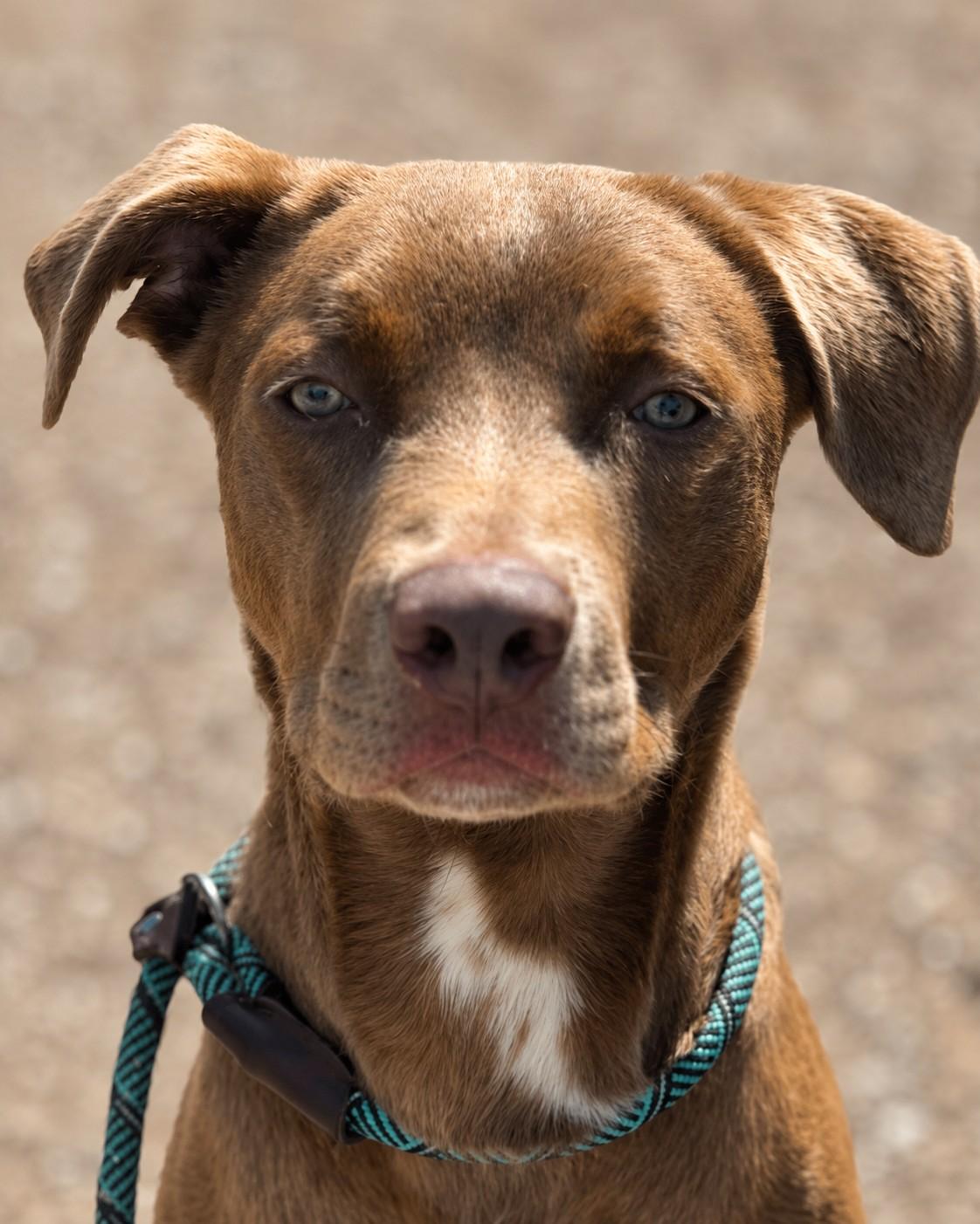 Enlarge Boaz, a Adoptable mixed breed in Seattle, WA image 2/5