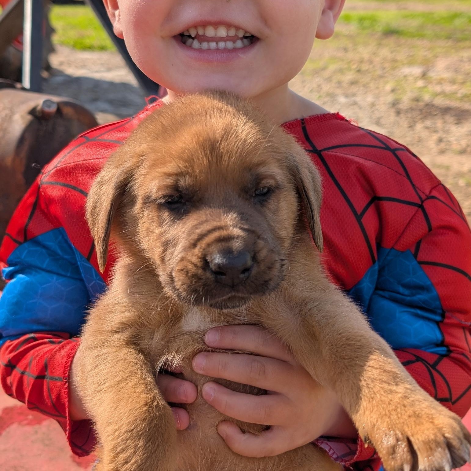 Zucchini “Zukes”, a ADOPTABLE mixed breed in Spring hill, TN image 3/6