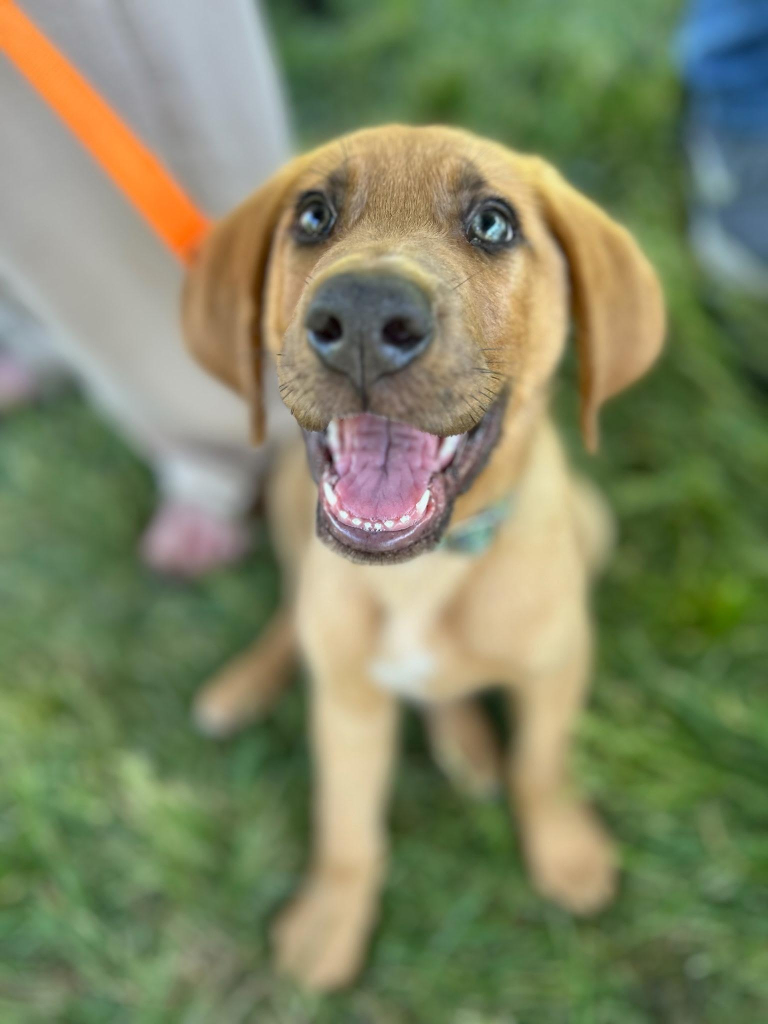 Enlarge Zukes, a ADOPTABLE mixed breed in Spring hill, TN image 5/6