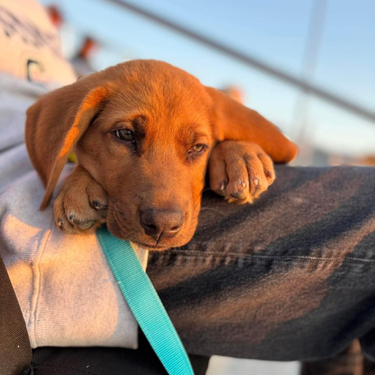 Enlarge Zukes, a ADOPTABLE mixed breed in Spring hill, TN image 6/6