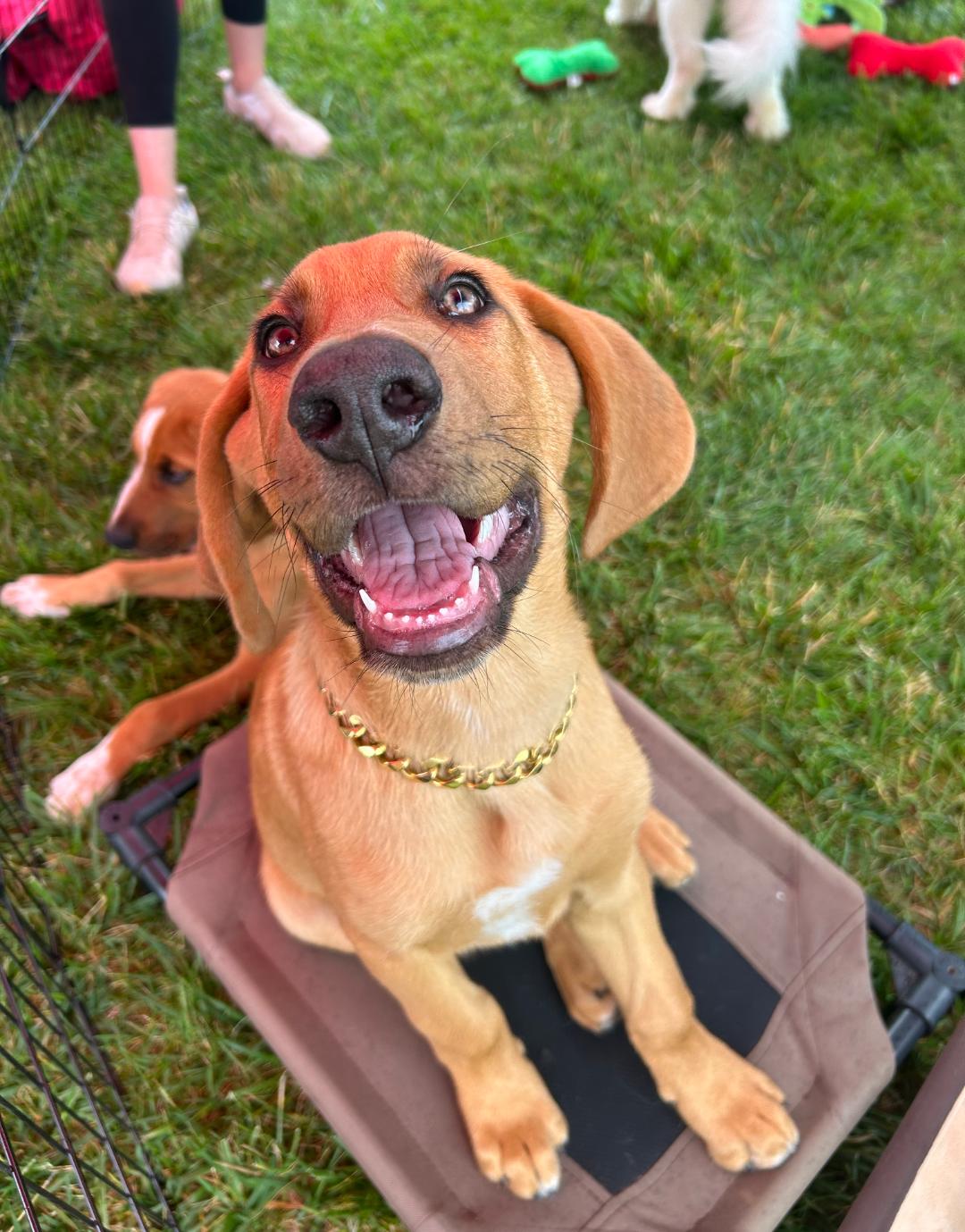 Enlarge Zukes, a ADOPTABLE mixed breed in Spring hill, TN image 5/5