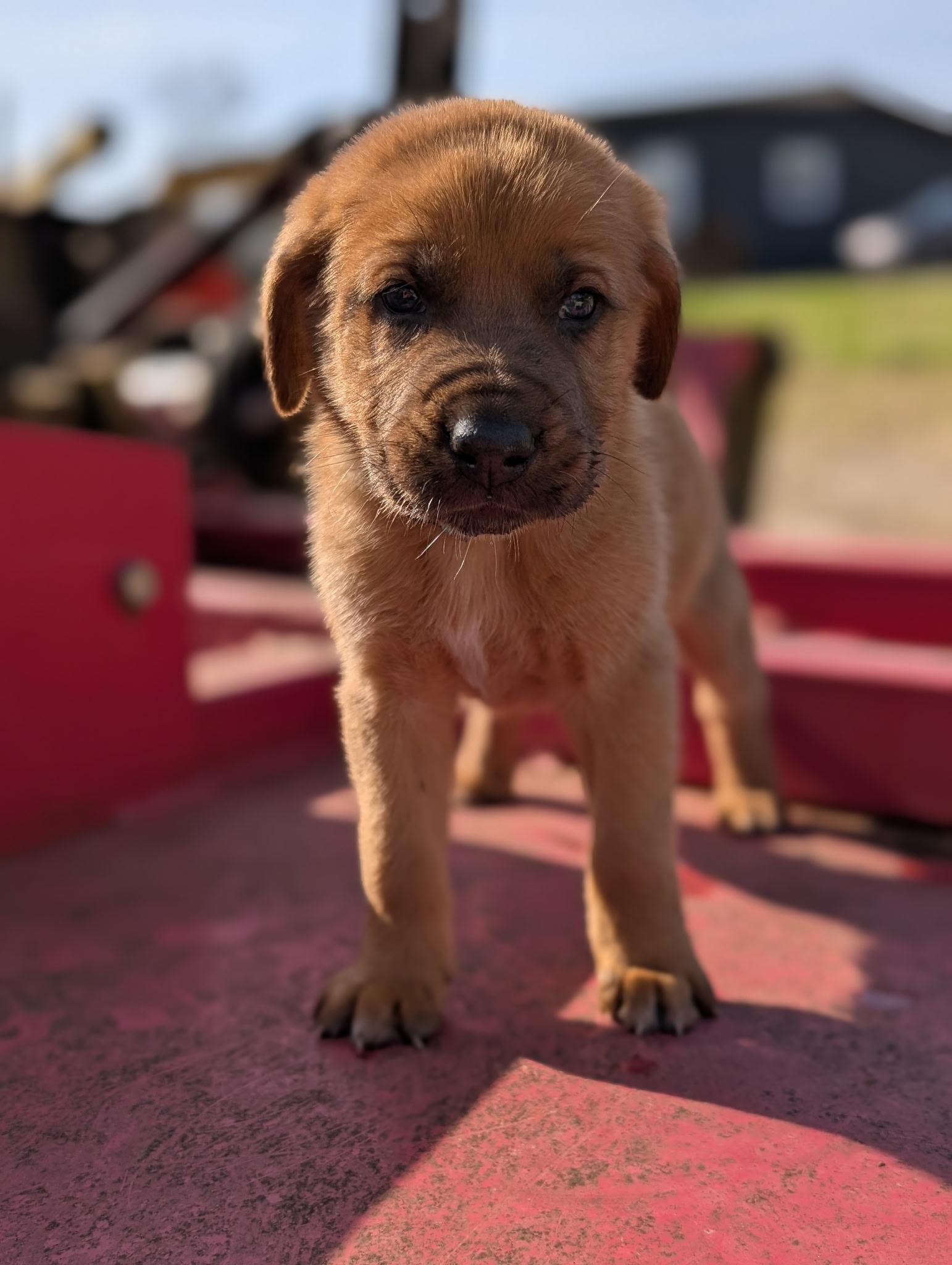Zucchini “Zukes”, a ADOPTABLE mixed breed in Spring hill, TN image 4/6