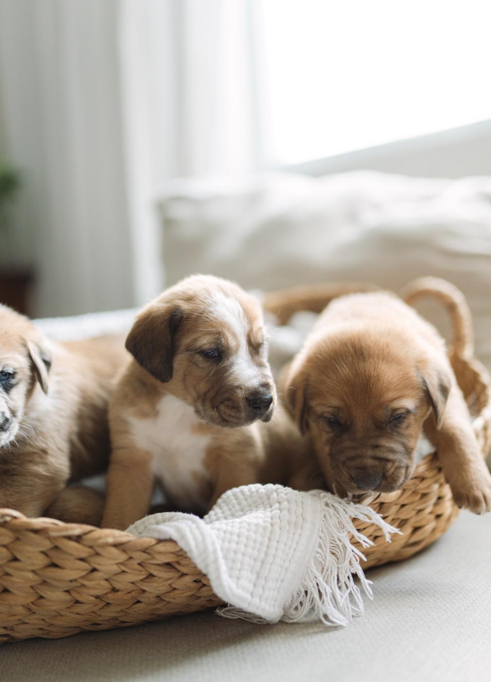 Zucchini “Zukes”, a ADOPTABLE mixed breed in Spring hill, TN image 5/6