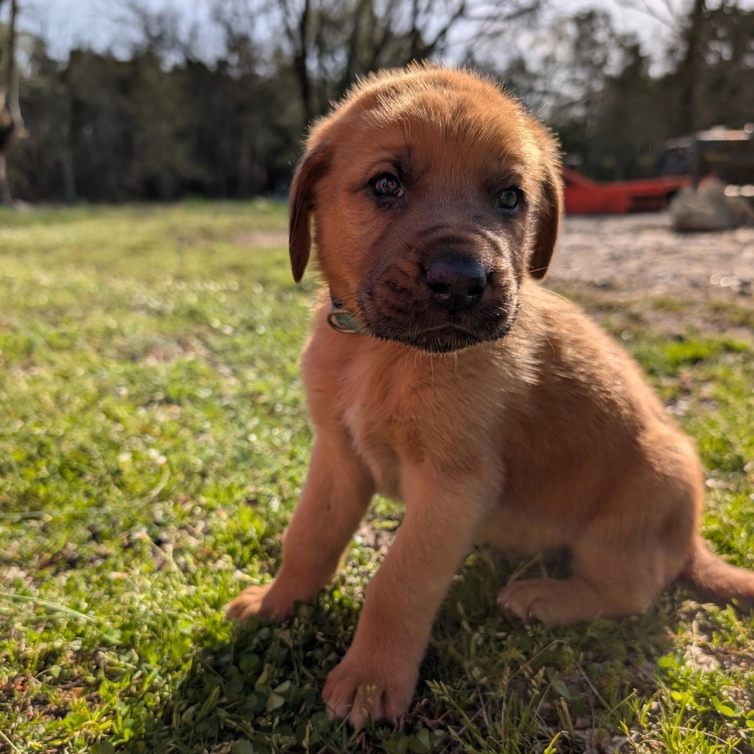 Zucchini “Zukes”, a ADOPTABLE mixed breed in Spring hill, TN image 1/6