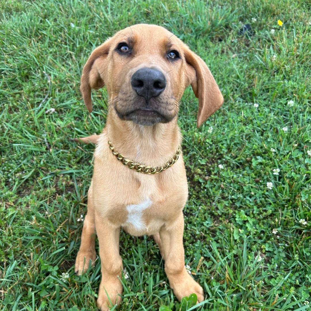 Enlarge Zukes, a ADOPTABLE mixed breed in Spring hill, TN image 4/5