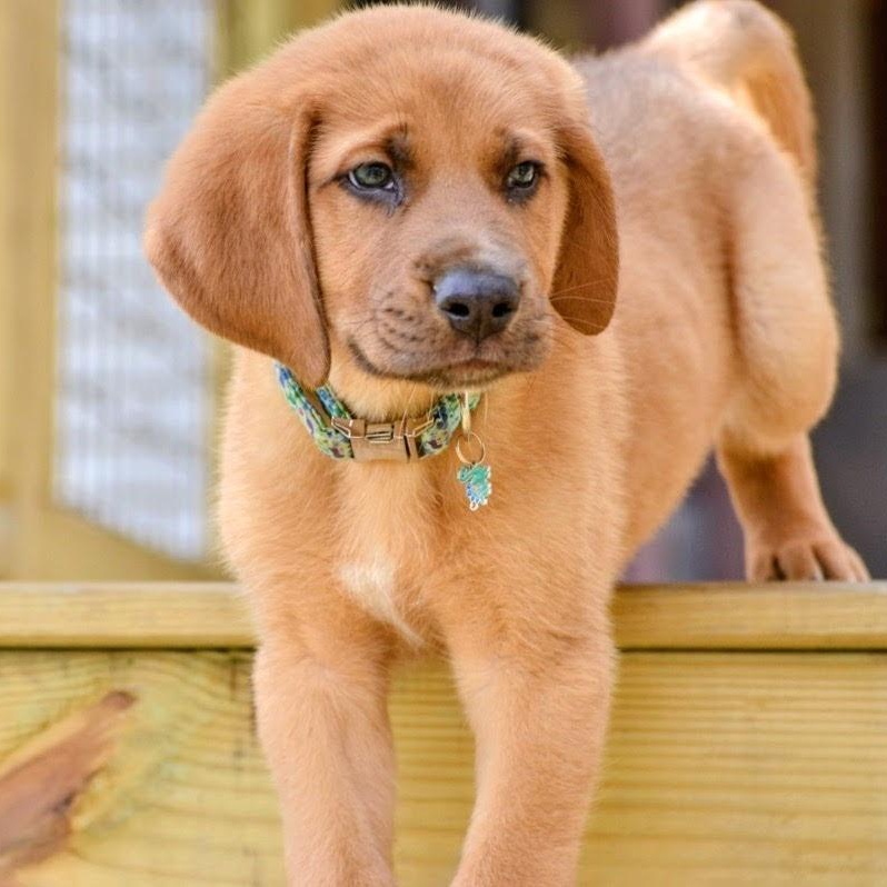 Enlarge Zukes, a ADOPTABLE mixed breed in Spring hill, TN image 3/6