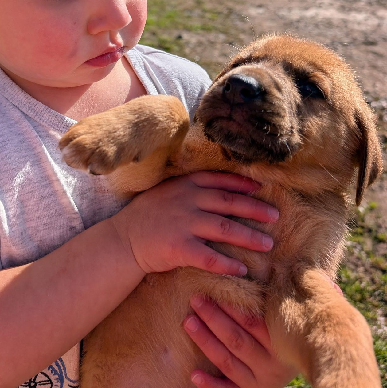 Zucchini “Zukes”, a ADOPTABLE mixed breed in Spring hill, TN image 6/6
