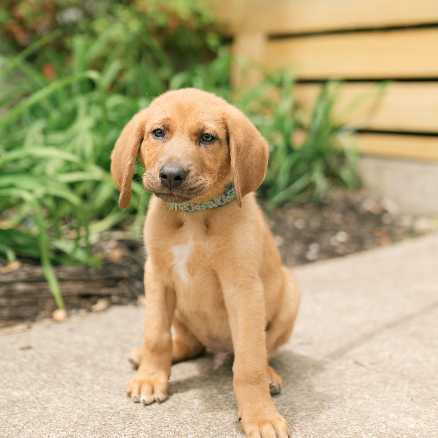Enlarge Zukes, a ADOPTABLE mixed breed in Spring hill, TN image 2/6