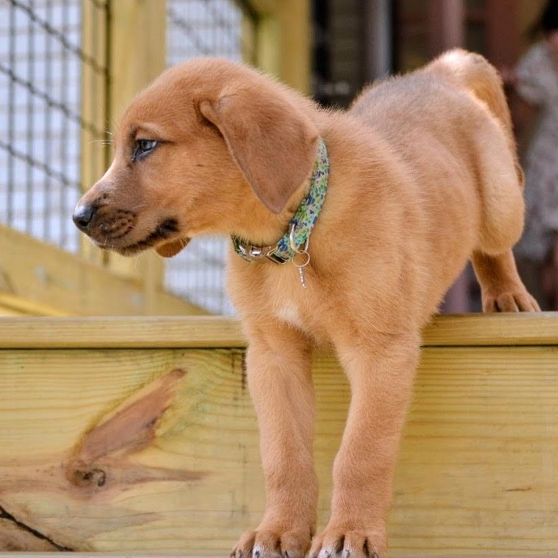 Enlarge Zukes, a ADOPTABLE mixed breed in Spring hill, TN image 4/6