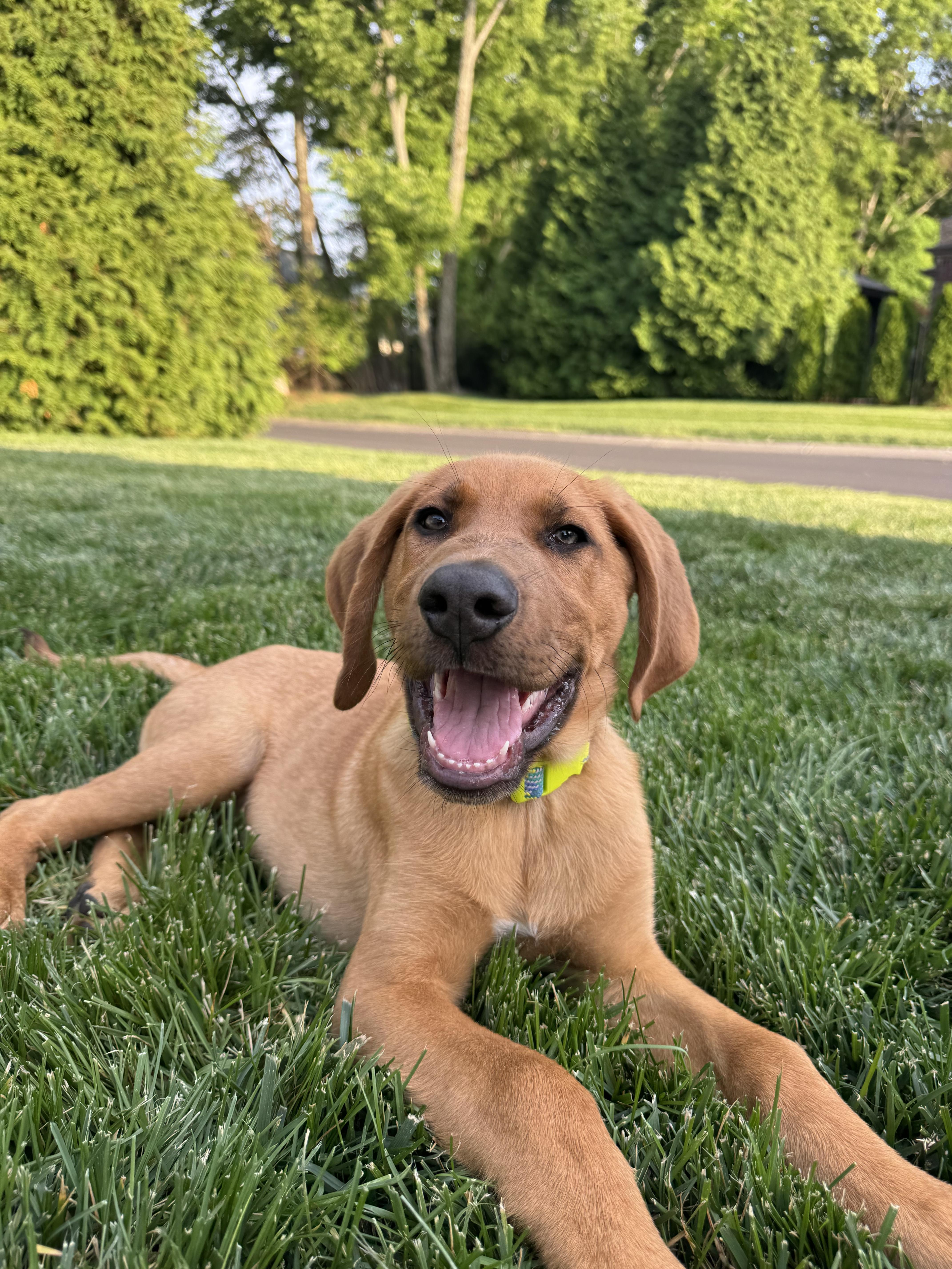 Enlarge Zukes, a ADOPTABLE mixed breed in Spring hill, TN image 1/4