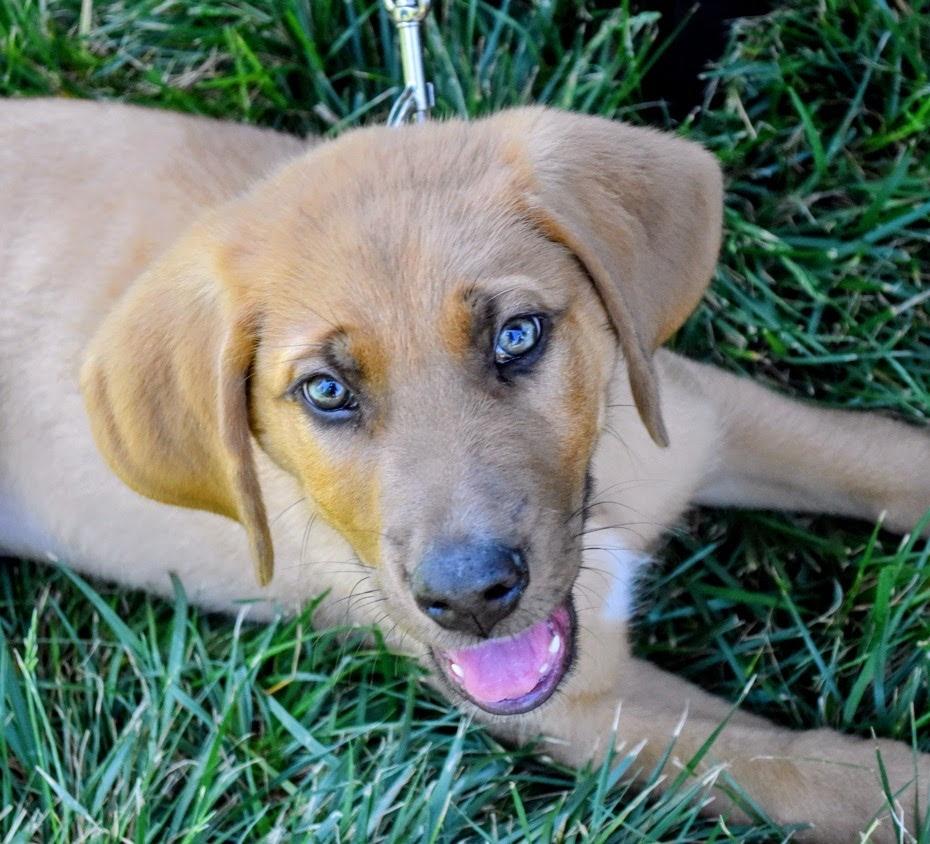 Zukes, ADOPTABLE, Puppy Male Hound & Great Pyrenees.