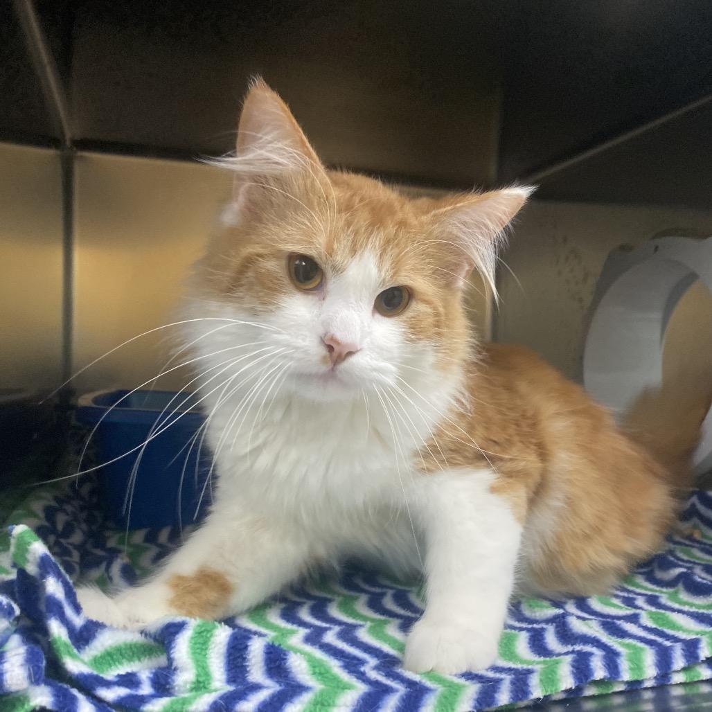 Enlarge Chief Elliot, a Adoptable Domestic Long Hair in Canastota, NY image 1/1