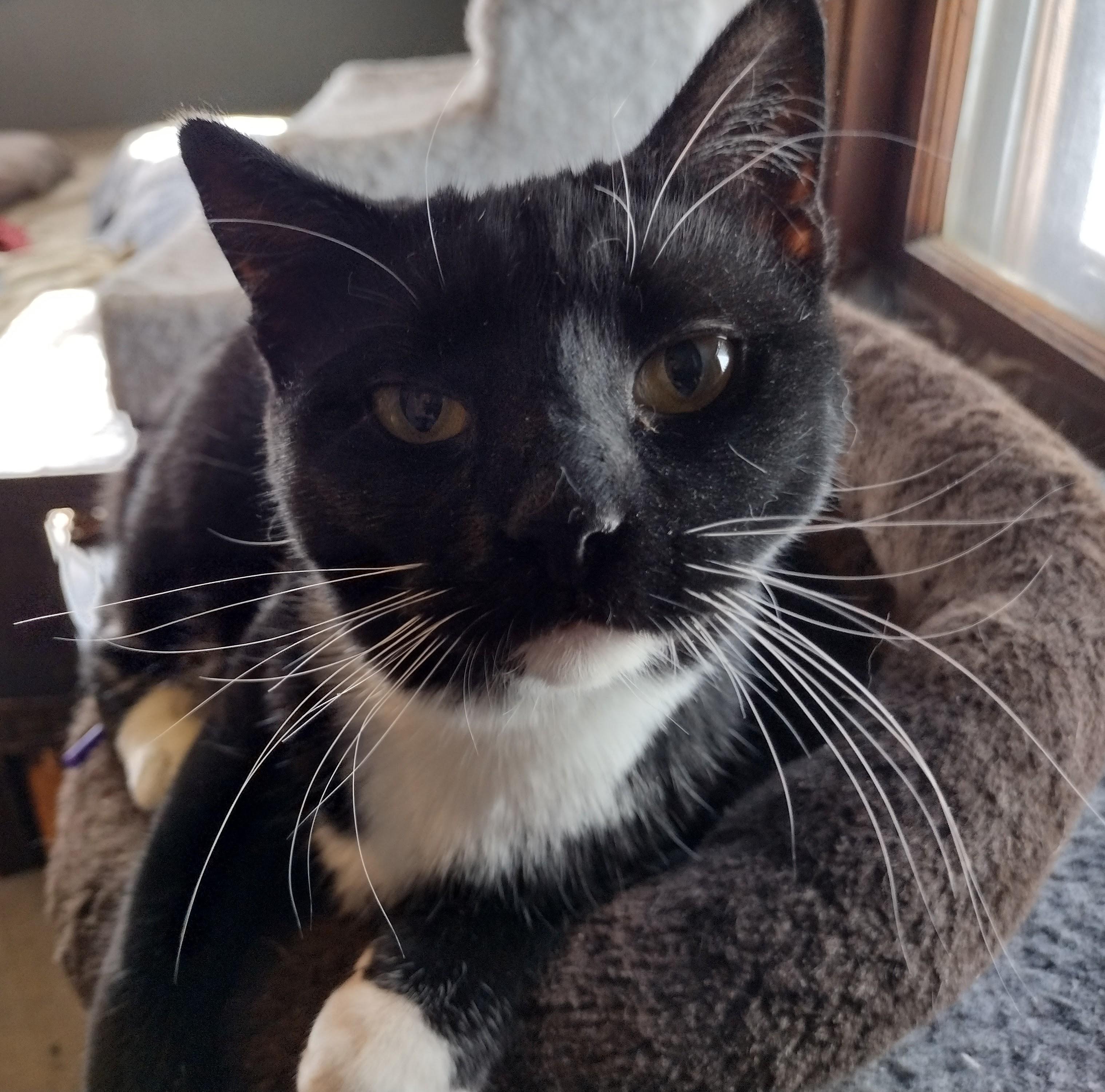 Enlarge Maria, a Adoptable Domestic Short Hair in Syracuse, NY image 3/6