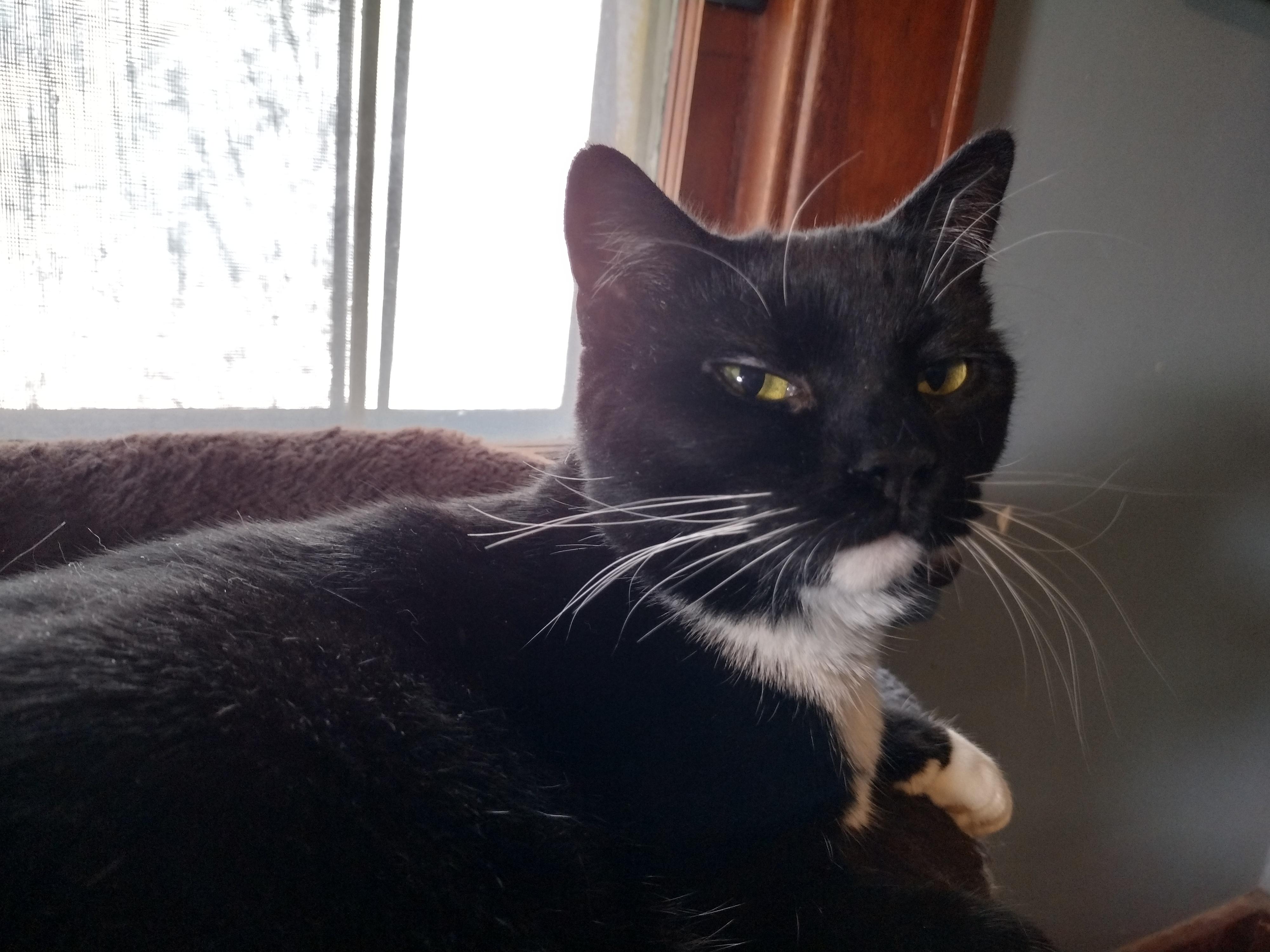 Enlarge Maria, a Adoptable Domestic Short Hair in Syracuse, NY image 4/6