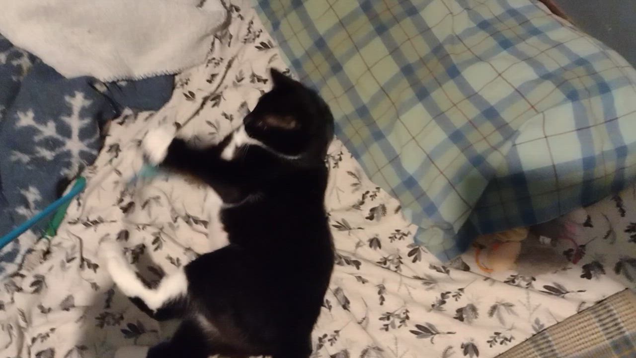 Enlarge Maria, a Adoptable Domestic Short Hair in Syracuse, NY video 6/6