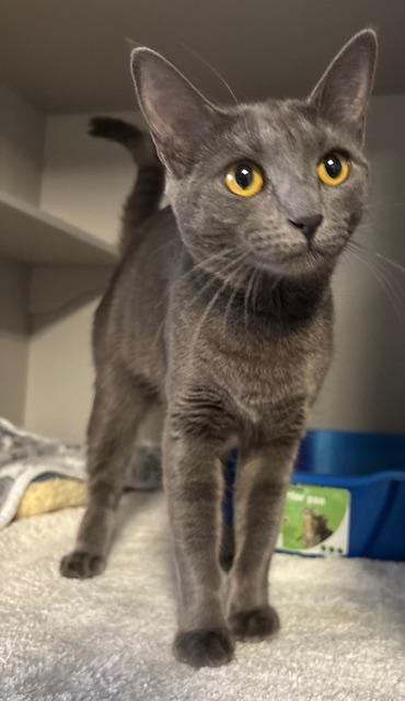 Sushi, adopted, Young Female Domestic Short Hair.